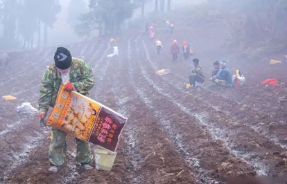 土壤太“咸”了，作物遭殃了！盐渍化咋解决？