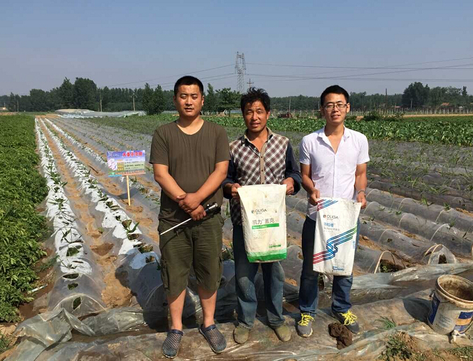 安丘大姜示范田小芽赛大芽